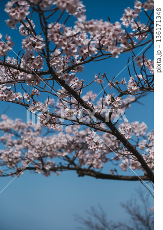 [三井寺]美しい桜の風景 136171348