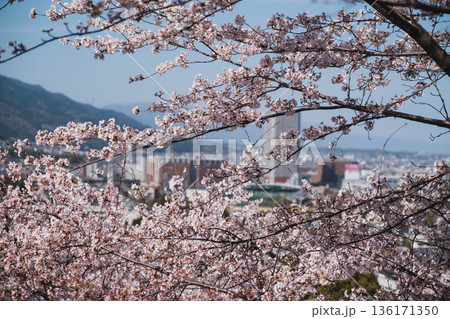 [三井寺]美しい桜の風景 136171350