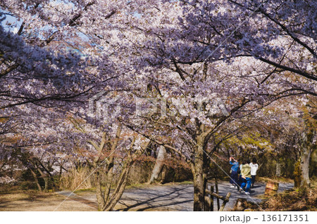 [三井寺]美しい桜の風景 136171351