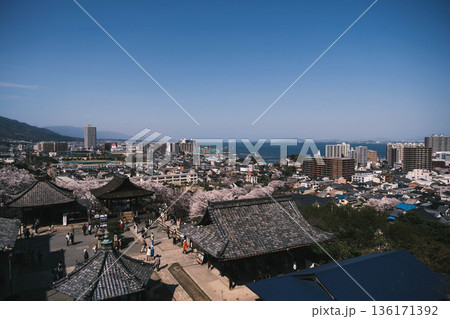 [三井寺]美しい桜とお寺の境内の風景 136171392