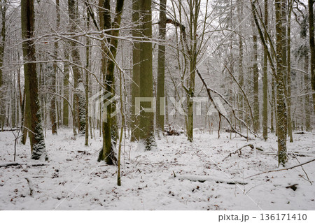 Wintertime landscape of snowy deciduous stand 136171410