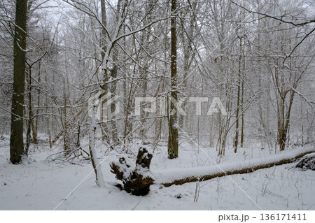 Wintertime landscape of snowy deciduous stand 136171411