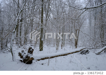 Wintertime landscape of snowy deciduous stand 136171412