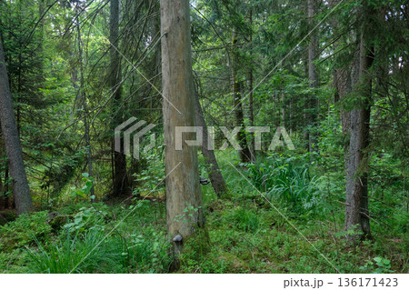 Dense mixed forest with lush understory and natural vegetation in summer light Dense mixed forest with lush understory and natural vegetation in summer light 136171423
