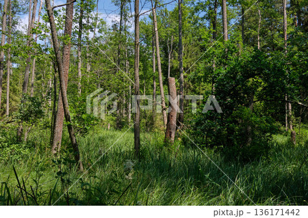 Dense mixed forest with lush understory and natural vegetation in summer light Dense mixed forest with lush understory and natural vegetation in summer light 136171442