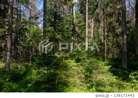 Dense mixed forest with lush understory and natural vegetation in summer light Dense mixed forest with lush understory and natural vegetation in summer light 136171443