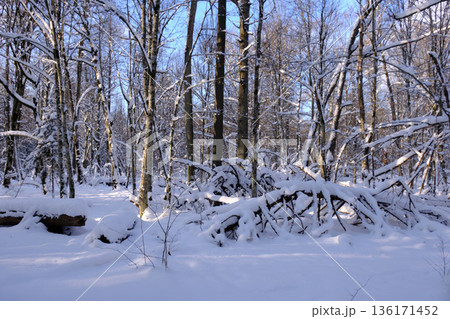 Wintertime landscape of snowy deciduous stand 136171452