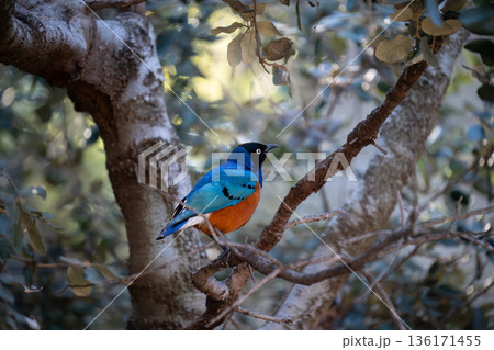 Vibrant blue and orange bird perched in forest light 136171455