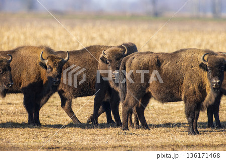 European Bison graze in a field during the afternoon in a rural area with open space and grasslands in the background European Bison graze in a field during the afternoon in a rural area with open space and grasslands in the background 136171468