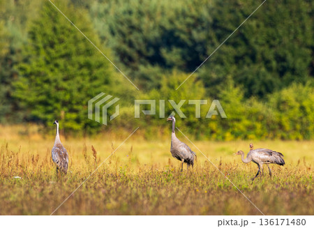 Cranes(Grus grus) in summertime sunset light Cranes(Grus grus) in summertime sunset light 136171480