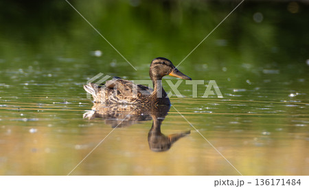 Mallard (Anas platyrhynchos) female during foraging 136171484