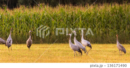 Cranes(Grus grus) in summertime sunset light 136171490