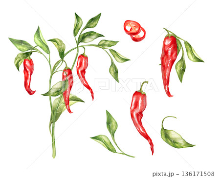 Hand-drawn illustration set of red chili peppers, sliced pieces, a plant branch with peppers and leaves, and leaves Hand-drawn illustration set of red chili peppers, sliced pieces, a plant branch with peppers and leaves, and leaves 136171508