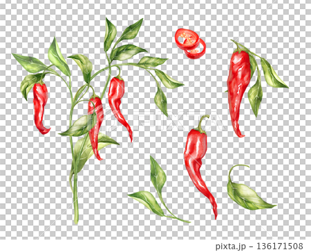 Hand-drawn illustration set of red chili peppers, sliced pieces, a plant branch with peppers and leaves, and leaves Hand-drawn illustration set of red chili peppers, sliced pieces, a plant branch with peppers and leaves, and leaves 136171508