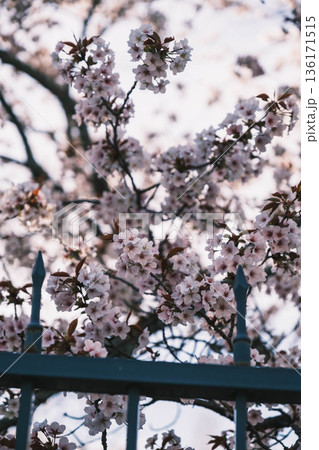 [琵琶湖第1疏水]水路沿いに咲く美しい桜 136171515