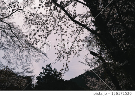 [琵琶湖第1疏水]水路沿いに咲く美しい桜 136171520
