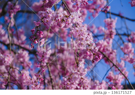 [琵琶湖第1疏水]水路沿いに咲く美しい桜 136171527