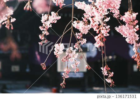 [琵琶湖第1疏水]水路沿いに咲く美しい桜 136171531