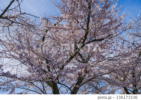 [琵琶湖第1疏水]水路沿いに咲く美しい桜 136171536