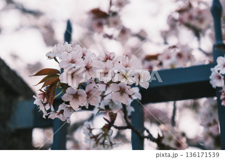 [琵琶湖第1疏水]水路沿いに咲く美しい桜 136171539