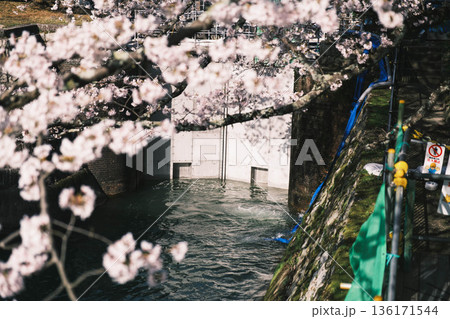 [琵琶湖第1疏水]水路沿いに咲く美しい桜 136171544