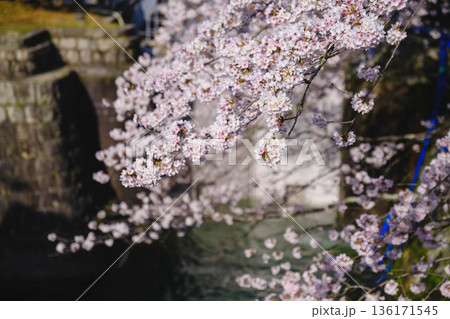 [琵琶湖第1疏水]水路沿いに咲く美しい桜 136171545