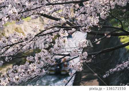 [琵琶湖第1疏水]水路沿いに咲く美しい桜 136171550