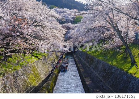 [琵琶湖第1疏水]水路沿いに咲く美しい桜 136171555