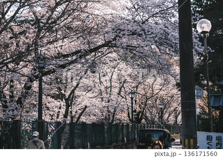 [琵琶湖第1疏水]水路沿いに咲く美しい桜 136171560