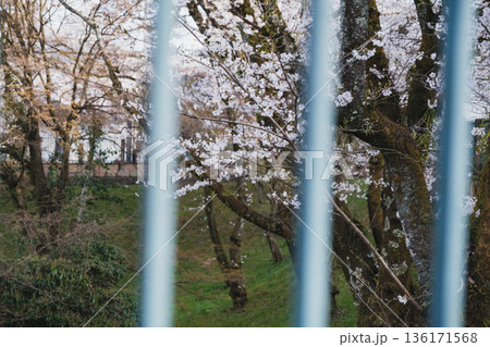[琵琶湖第1疏水]水路沿いに咲く美しい桜 136171568