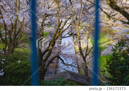 [琵琶湖第1疏水]水路沿いに咲く美しい桜 136171573