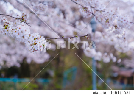 [琵琶湖第1疏水]水路沿いに咲く美しい桜 136171581