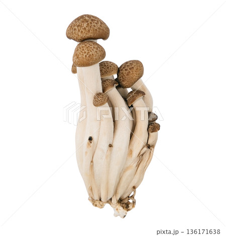 mushrooms isolated on a white background mushrooms isolated on a white background 136171638