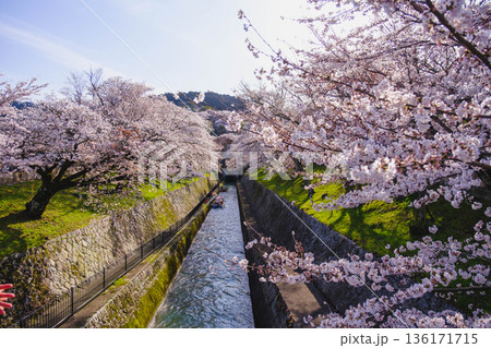 [琵琶湖第1疏水]水路沿いに咲く美しい桜の風景 136171715