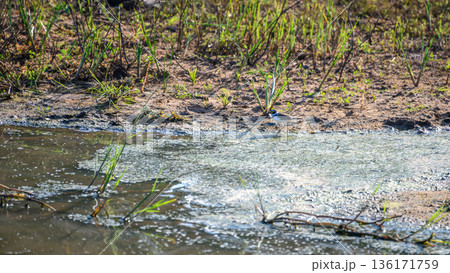 A little ringed plover stands at the muddy edge of a shallow waterhole in Yala National Park, Sri Lanka 136171759