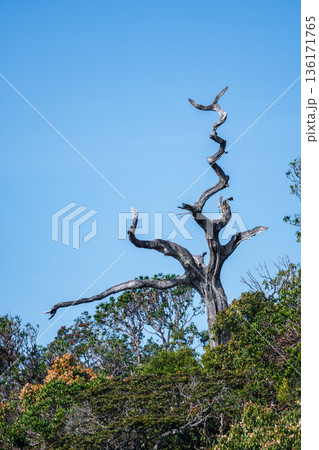 A gnarled dead tree stands silhouetted against a clear blue sky within a montane grassland and shrubland in Horton Plains National Park A gnarled dead tree stands silhouetted against a clear blue sky within a montane grassland and shrubland in Horton Plains National Park 136171765