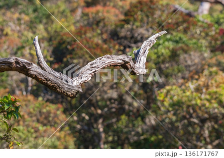 A weathered dead tree branch extends into the air against dense montane forest and shrubland vegetation in Horton Plains National Park 136171767