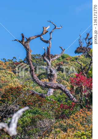 A weathered, twisted, dead tree trunk rises above dense montane cloud forest shrubs in a cool highland rainforest habitat in Horton Plains National Park A weathered, twisted, dead tree trunk rises above dense montane cloud forest shrubs in a cool highland rainforest habitat in Horton Plains National Park 136171770