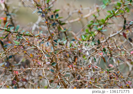 Berberis ceylanica, a dense thorny montane shrub with sharp spines and fresh, colorful leaves, grows tangled in the grassland cloud forest habitat of Horton Plains National Park. Berberis ceylanica, a dense thorny montane shrub with sharp spines and fresh, colorful leaves, grows tangled in the grassland cloud forest habitat of Horton Plains National Park. 136171775