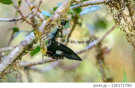 Red helen swallowtail butterfly (Papilio helenus) rests on a moss-covered branch in the cool montane forest habitat in Horton Plains National Park. 136171780