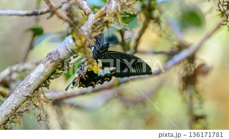 Red helen swallowtail butterfly (Papilio helenus) rests on a moss-covered branch in the cool montane forest habitat in Horton Plains National Park. 136171781