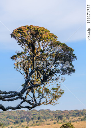 A wind-sculpted Calophyllum walkeri tree stands against an open sky in a high-altitude cloud forest grassland of Horton Plains National Park. A wind-sculpted Calophyllum walkeri tree stands against an open sky in a high-altitude cloud forest grassland of Horton Plains National Park. 136171785