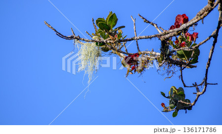 A moss and lichen-covered Calophyllum walkeri tree branch with fresh red and green leaves against a clear blue sky in Horton Plains A moss and lichen-covered Calophyllum walkeri tree branch with fresh red and green leaves against a clear blue sky in Horton Plains 136171786
