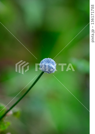 Eriocaulon Ceylanicum bud stands on a slender stem against soft green grassland in Horton Plains National Park. 136171788