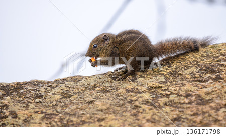 Dusky striped squirrel (Funambulus obscurus) perches on a lichen-covered rock while nibbling food in a cool montane grassland habitat 136171798