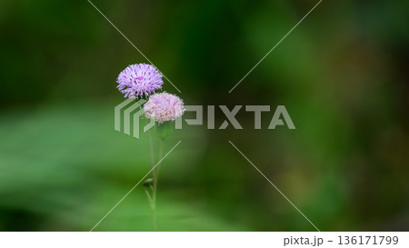 Purple lilac tasselflower bloom stands against a soft green forest undergrowth in a cool montane grassland habitat 136171799