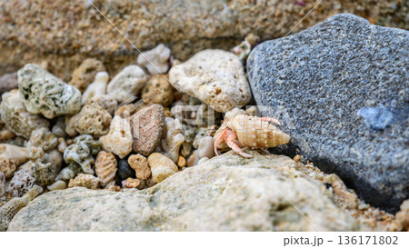 A small hermit crab crawls across coral rubble and rocky sand on a coastal beach, showcasing its natural seaside habitat in detail. A small hermit crab crawls across coral rubble and rocky sand on a coastal beach, showcasing its natural seaside habitat in detail. 136171802