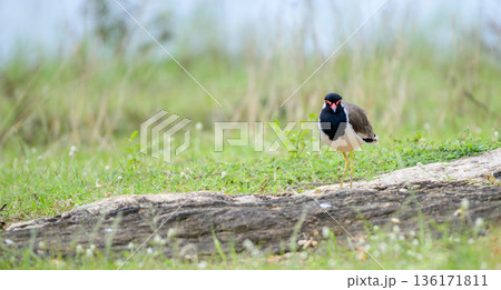 A red-wattled lapwing stands alert on a grassy meadow, soft natural vegetation in the background A red-wattled lapwing stands alert on a grassy meadow, soft natural vegetation in the background 136171811