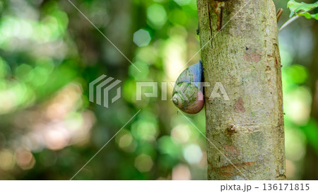 A colorful tree-dwelling Phoenix Acavus land snail clings to a tree trunk in a humid tropical forest habitat, against a soft green bokeh background 136171815