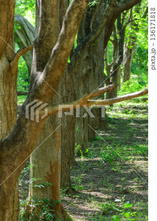 A line of trees stands evenly spaced within a sunlit tropical forest with a shaded woodland floor A line of trees stands evenly spaced within a sunlit tropical forest with a shaded woodland floor 136171818